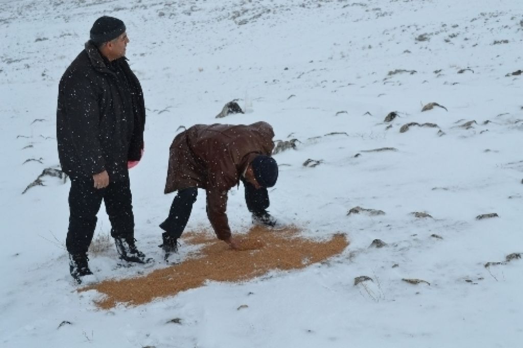Iğdırda Yaban Hayvanları İçin Doğaya Yem Bırakıldı