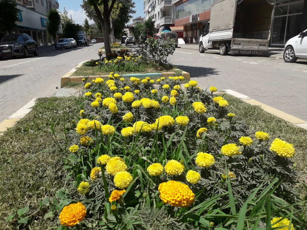 Sokaklar çiçek açtı