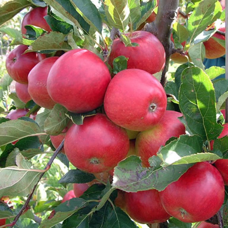 Iğdırda Elma Hasadı Başladı