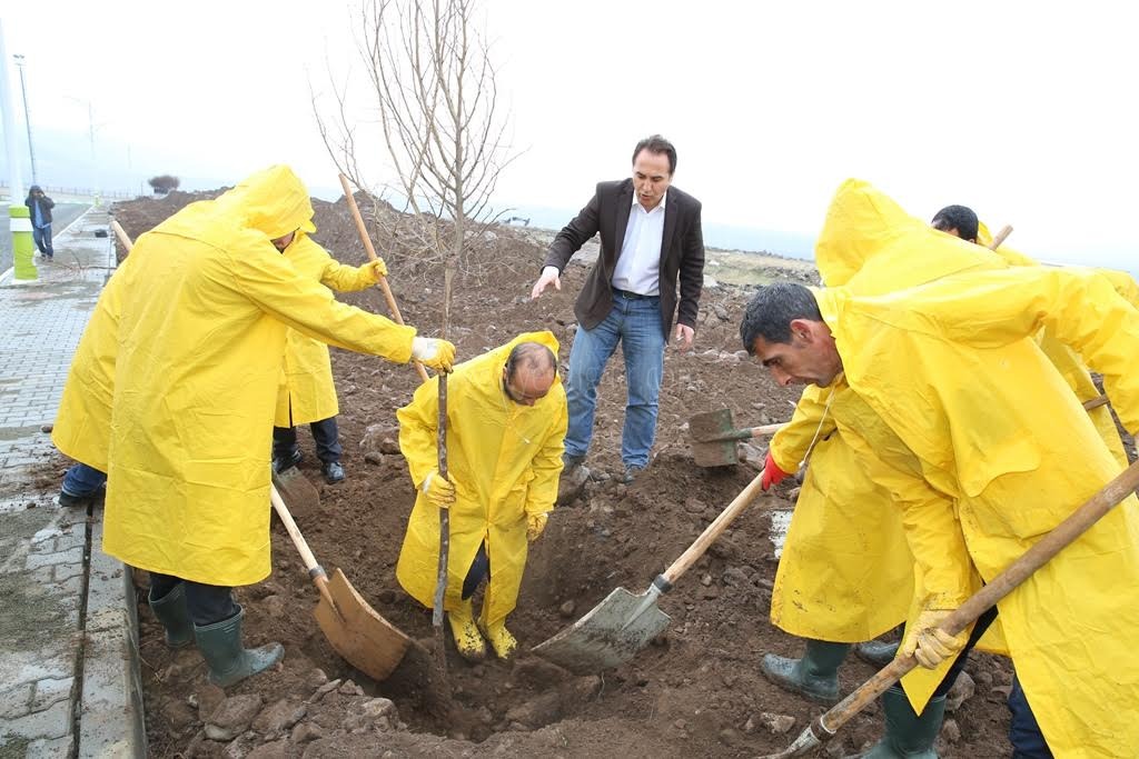 SUVEREN KAMPÜSÜNE 700 AĞAÇ DİKİMİ BAŞLADI
