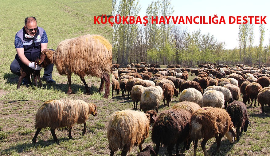 SÜRÜ BÜYÜTME VE YENİLEME DESTEĞİ BAŞLIYOR