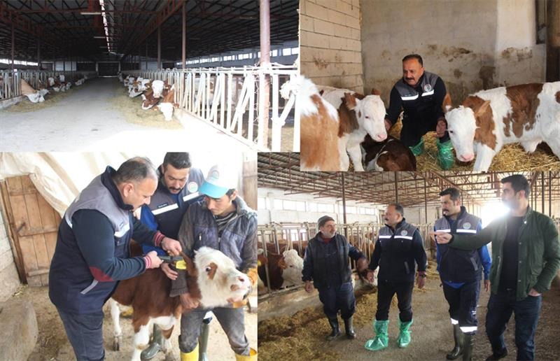 ÖZKAN YOLCU AŞILAMA VE KÜPELEME ÇALIŞMALARINA KATILDI
