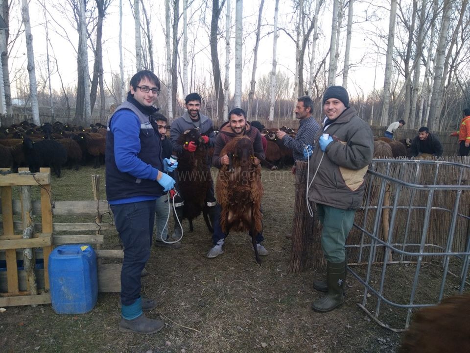 PAROLAMIZ SAĞLIKLI İNSAN İÇİN SAĞLIKLI HAYVAN