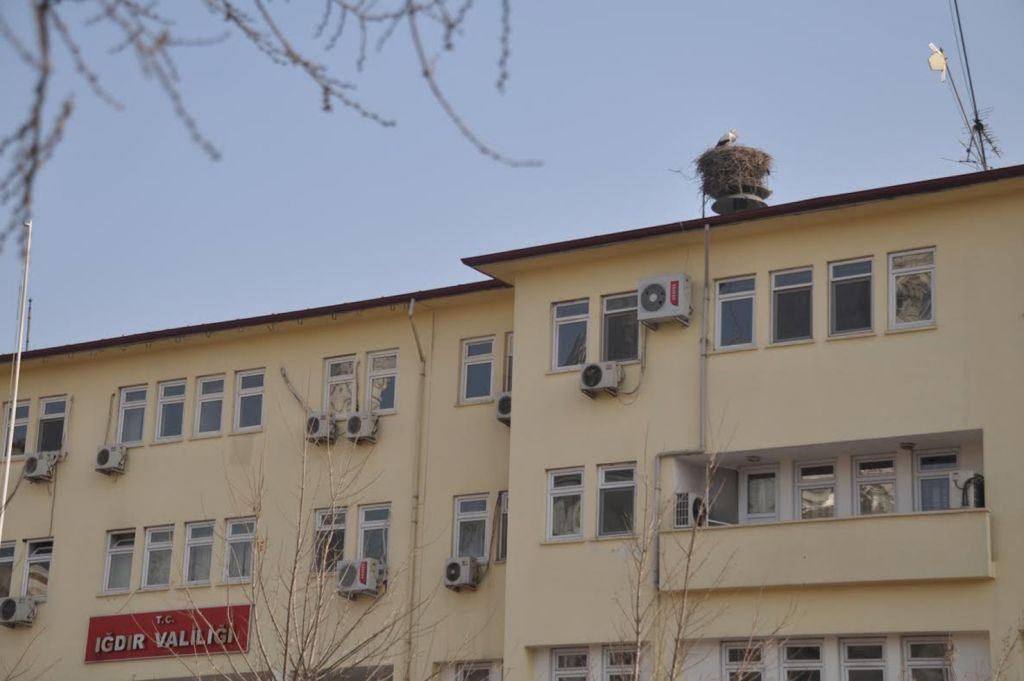 Iğdıra Leylekler Erken Geldi