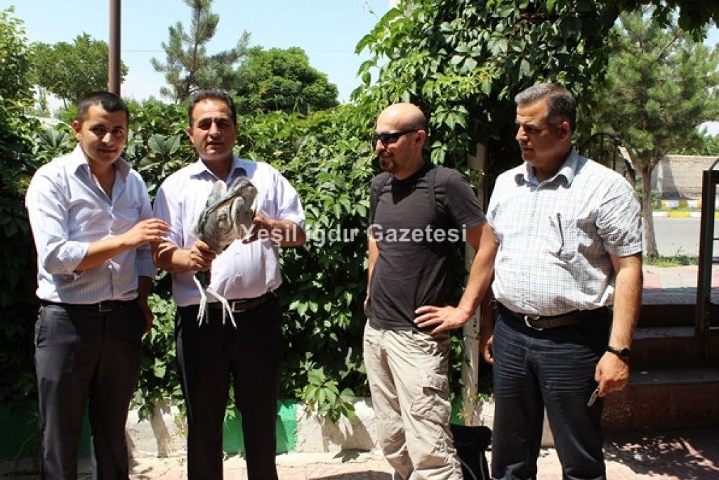 Iğdır'da Balıkçıl Kuş Tedavi Edildi