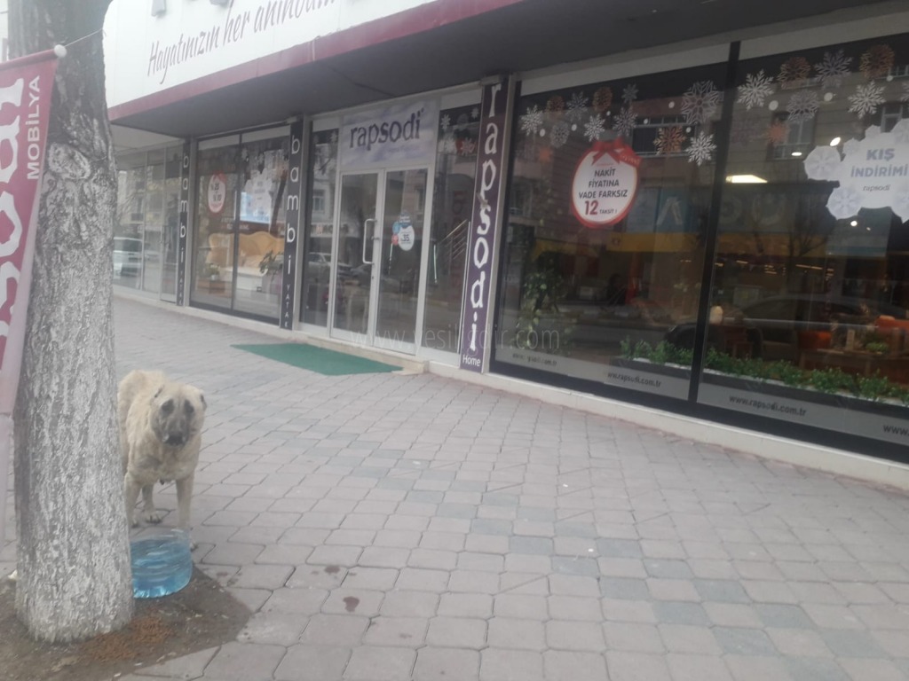 Esnaf sokaktaki hayvanları unutmadı
