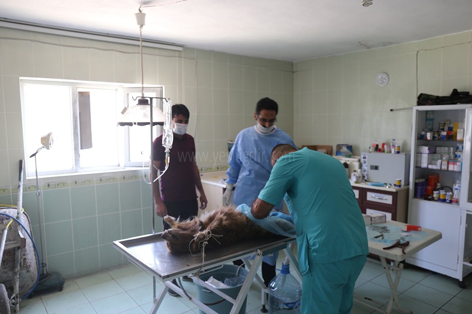 Rehabilitilasyon Merkezimizde Sokak Hayvanlarına Yönelik Kısırlaştırma Programı Başlatıldı
