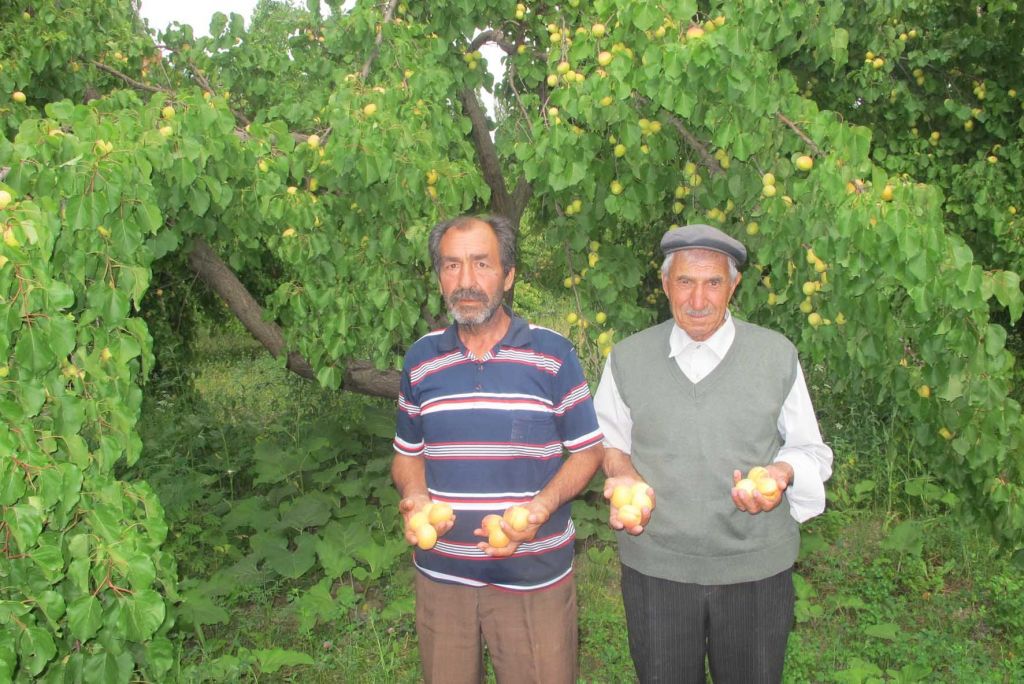 Iğdır'da Alıcılar Az Olunca Kaysı Elde Kaldı