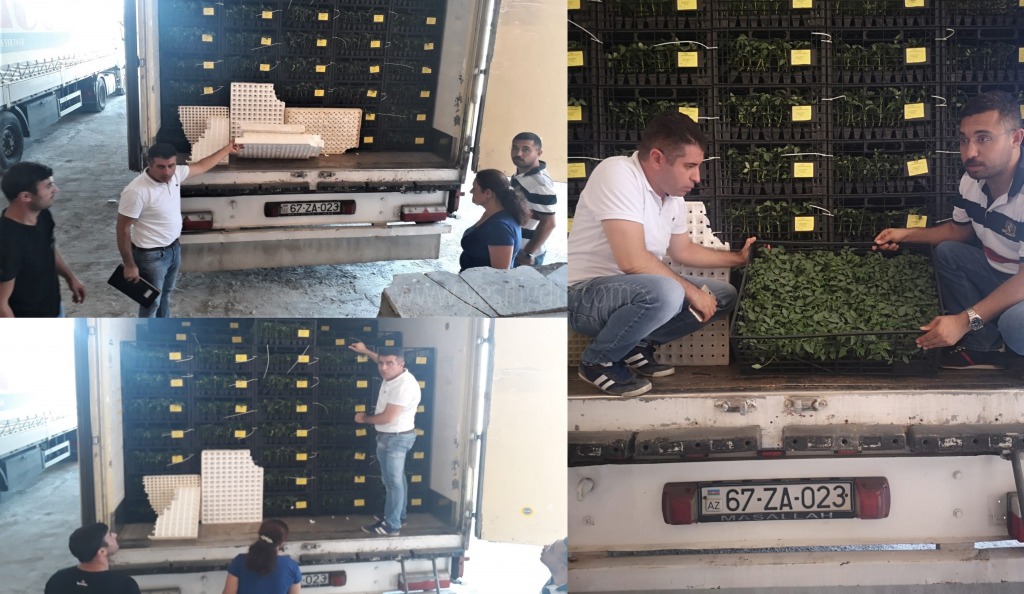 IĞDIRDA FİDE İHRACATI GERÇEKLEŞTİRİLDİ