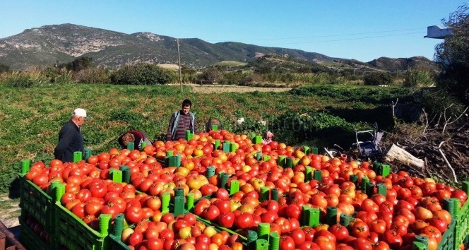 Tendürek kapandı sebze meyve fiyatları düştü