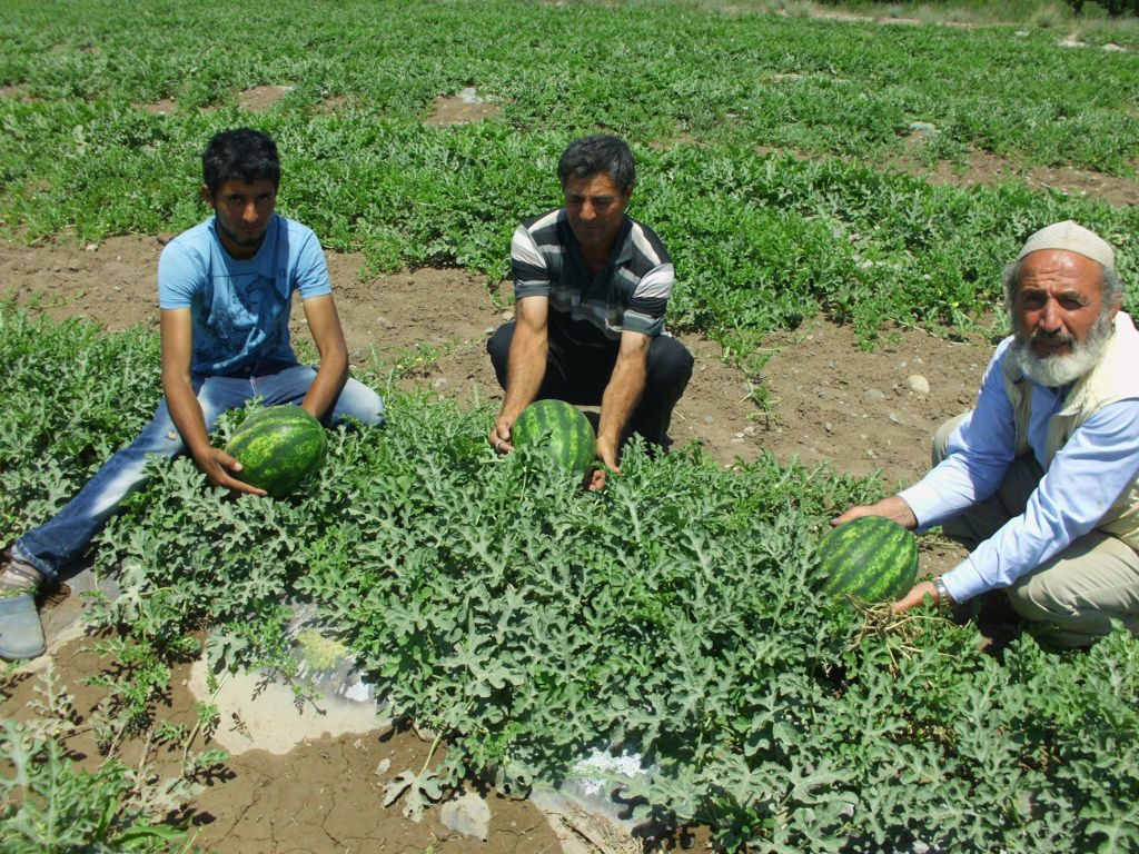 Iğdır Ovasında Yetiştirilen Kesmece Karpuzlar Piyasaya Çıkıyor