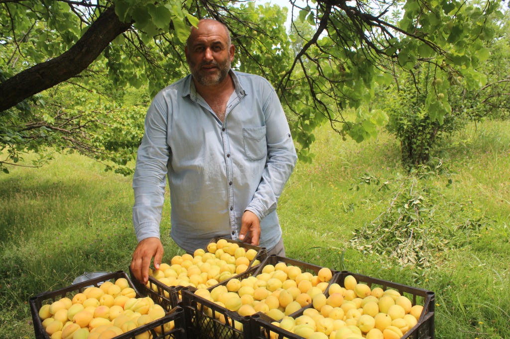 IĞDIRDA HER DERDE DEVA KAYSI HASADI BAŞLADI IĞDIR DA YETİŞEN KAYSILAR BÜYÜK ŞEHİRLERE GİDİYOR