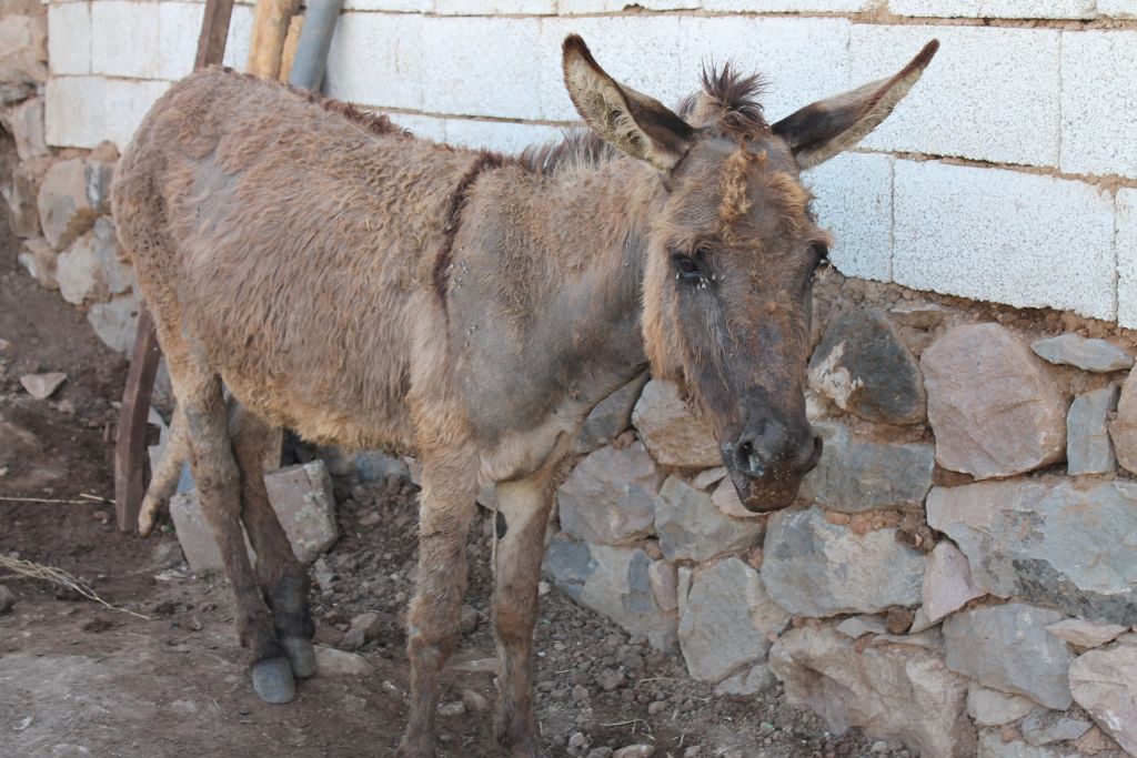 Ahır Yangınında Hayvanlar Telef Oldu