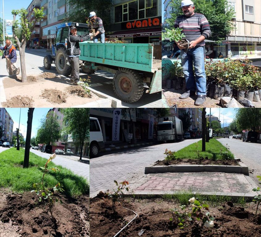 Beledıye 2500 Gül Dikti