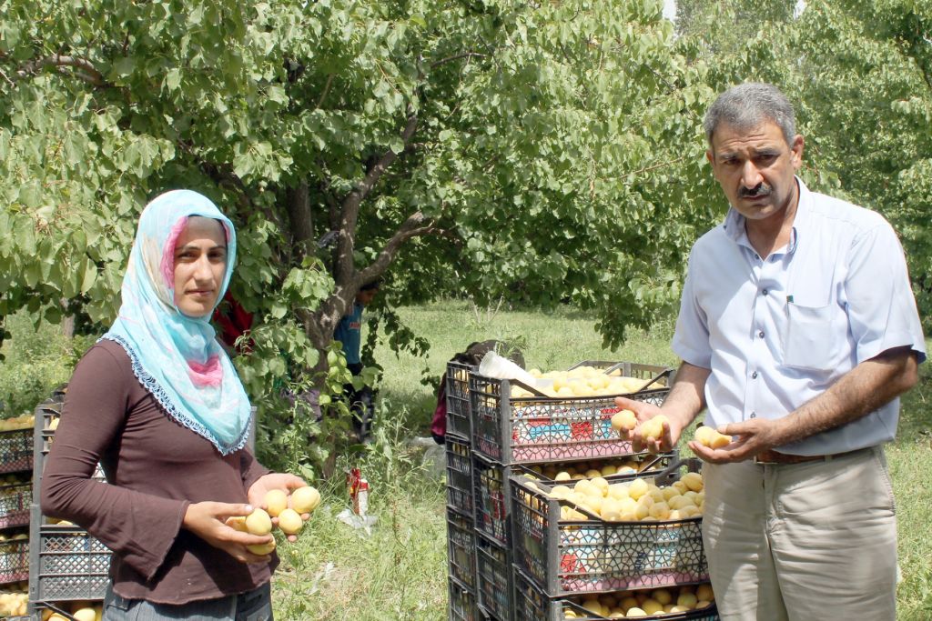 Iğdır'da Kaysı Hasadı Başladı