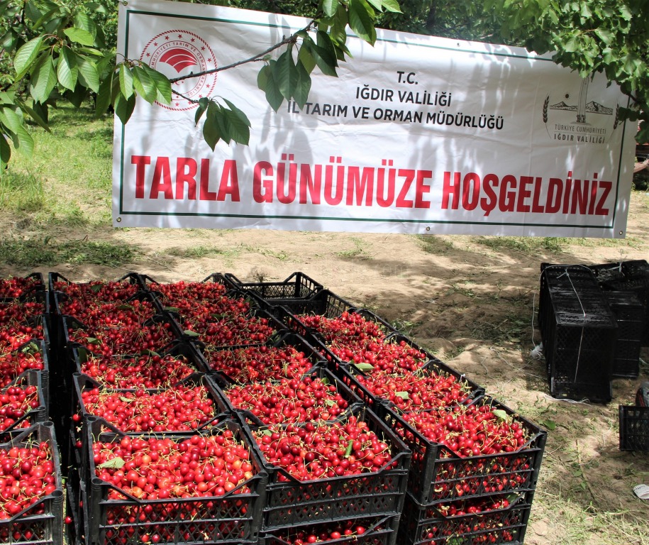 KİRAZ'DA HASAD ZAMANI