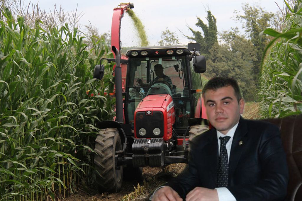 Iğdırda Mısırda Hasat Başladı