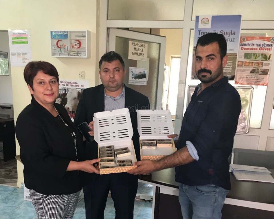 333 ADET KAFKAS IRKI ANA ARI DAĞITILDI