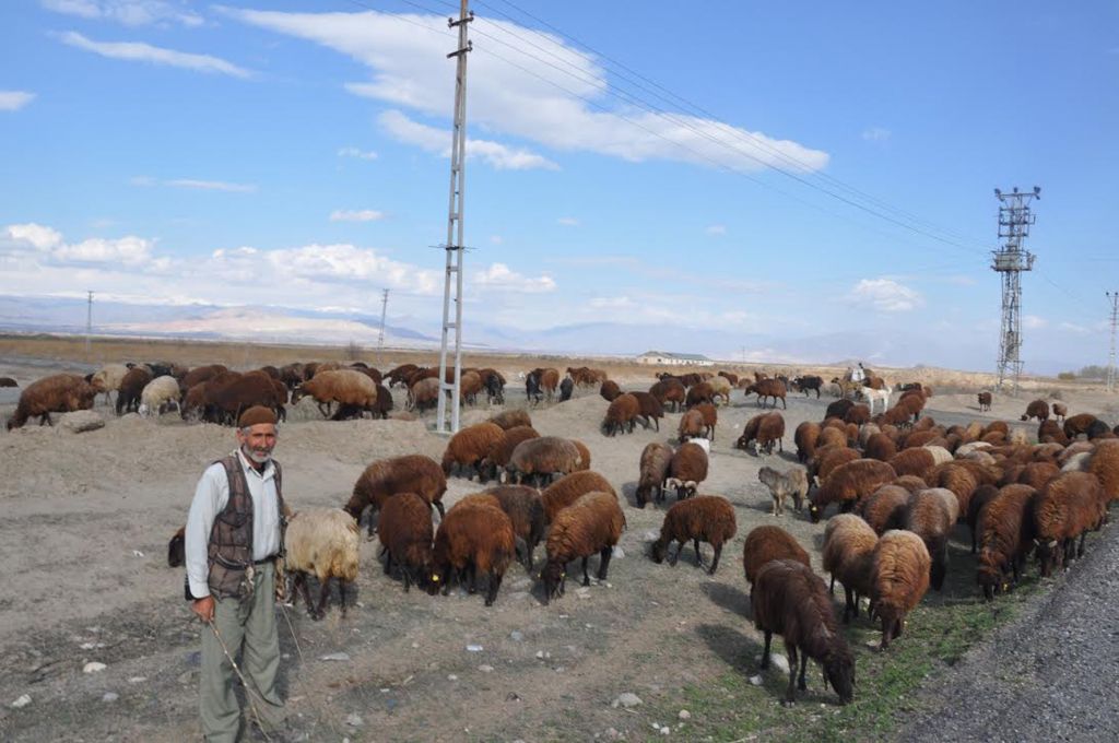 Iğdır Da Göçerler Yaylaya Çıkmaya Başladı