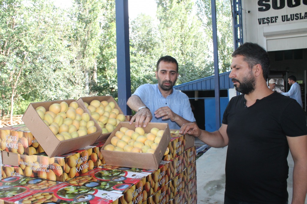 Kayısısı Beklenen İlgiyi Görmedi