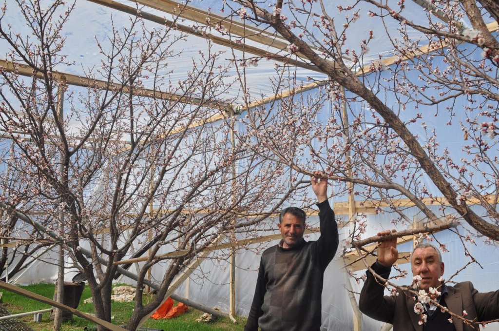 Iğdırda Serada Kayısı yetiştirilecek