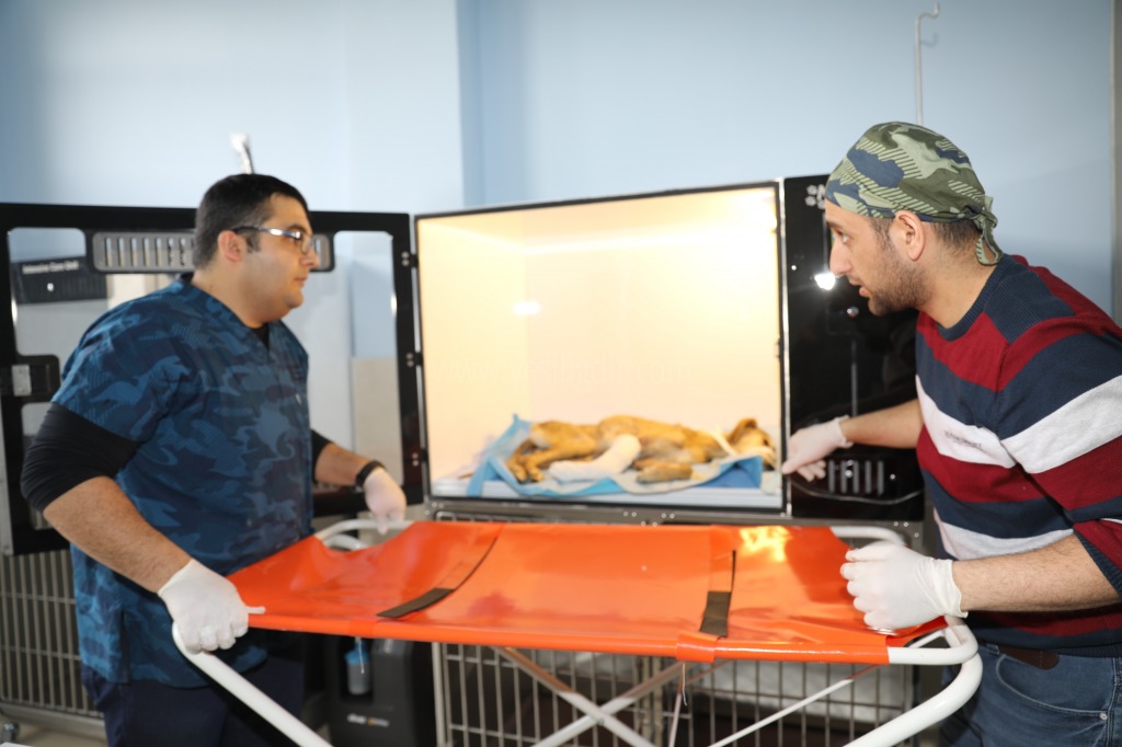 Hayvan Hastanesinde İlk Cerrahi Operasyon Gerçekleştirildi