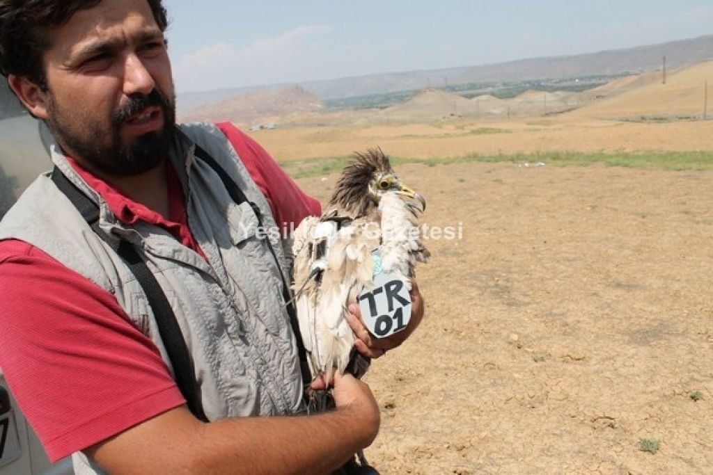 Türkiye'de İlk Uydu Vericili Akbaba Doğaya Bırakıldı