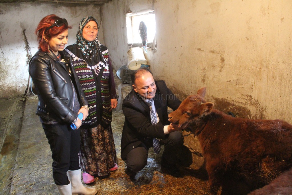 GENÇ ÇİFTÇİ PROJESİ KAPSAMINDA DAĞITIMI YAPILAN SIĞIRLARDAN DOĞAN BUZAĞLAR YÜZ GÜLDÜRÜYOR