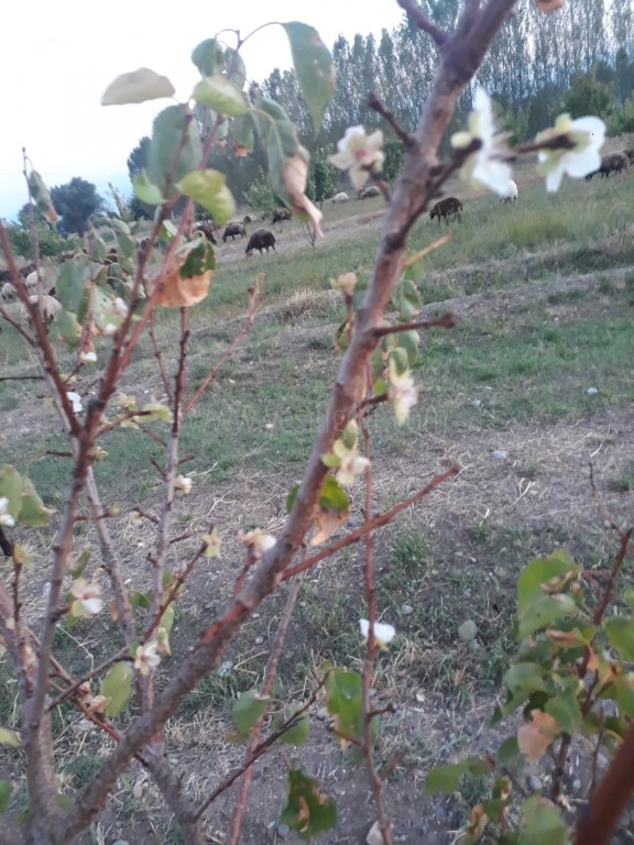 SONBAHARDA KAYSI AĞAÇLARI ÇİÇEK AÇTI