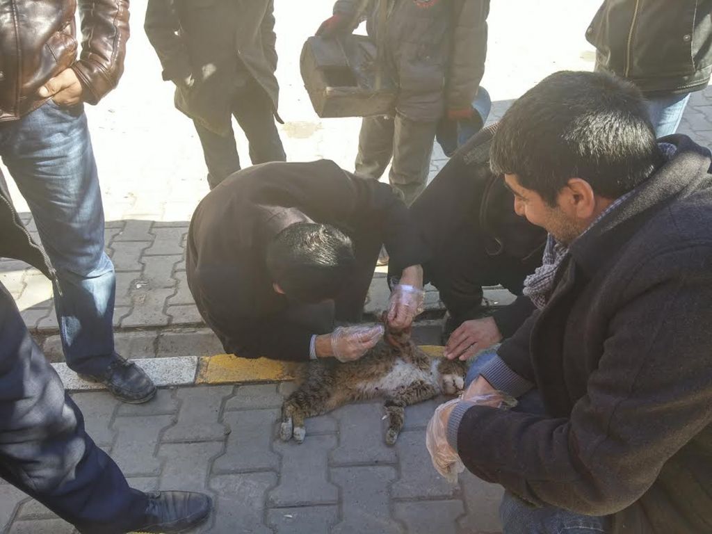 Sokak ortasında yaralı kedi ameliyat edildi