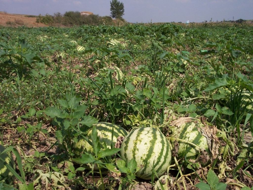 Alıcı Bulamayınca Karpuzları Hayvanlarına Yedirdi