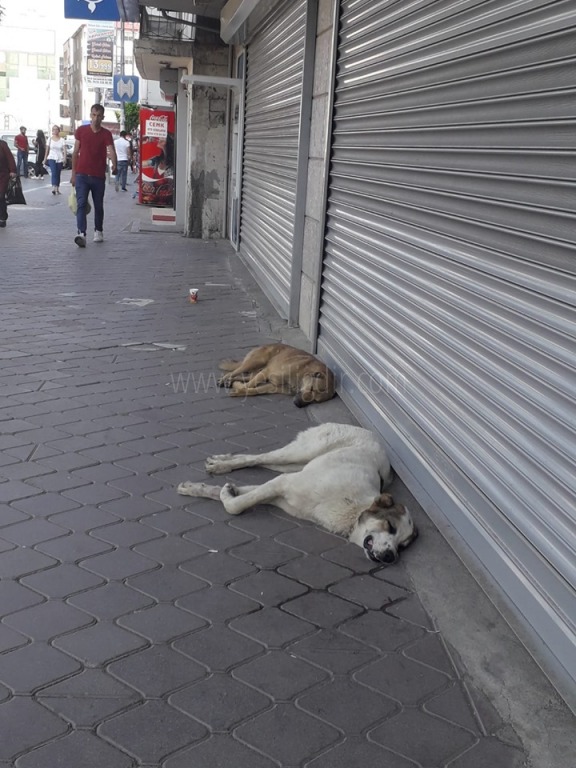 AŞIRI SICAKTAN KÖPEKLER DAHİ BUNALDI