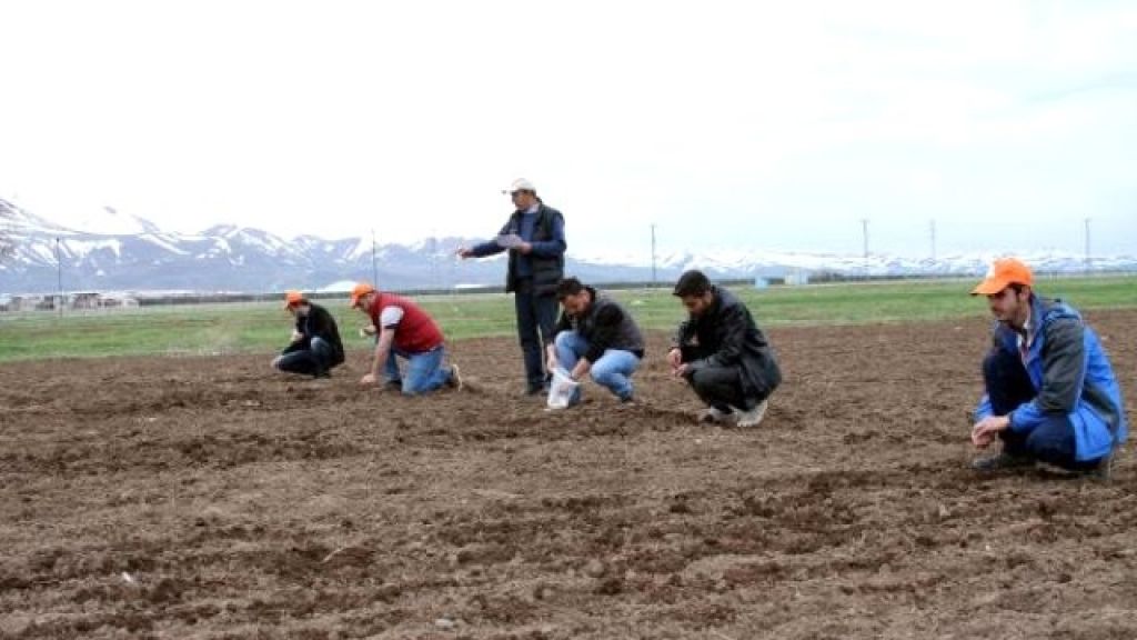 Erzurum ve Iğdır'da Astronot Besini Kinoa Ekildi