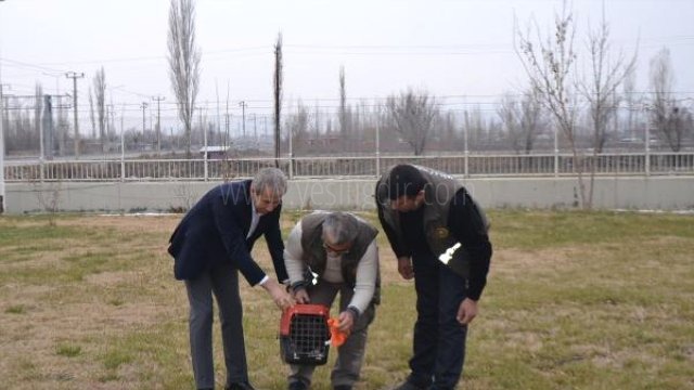 Tedavi Edilen Kaya Kartalı Emniyet Bahçesinden Özgürlüğe Uçtu