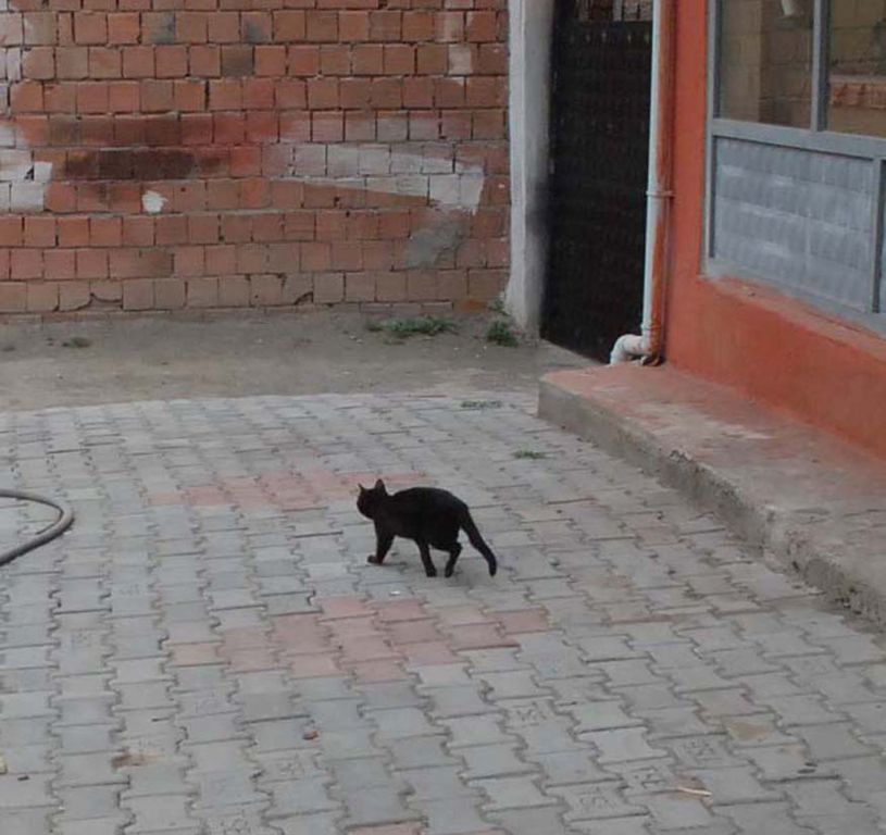 3 Ayaklı Kedi Doğdu