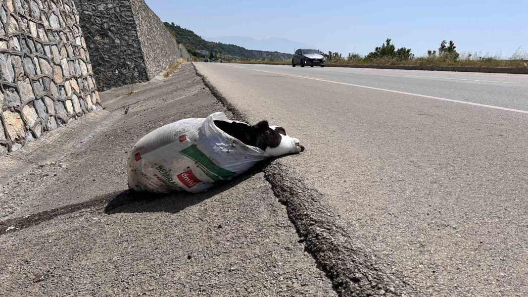 Telef olan buzağıyı çuvala saklama yoluna yönlendirdiler