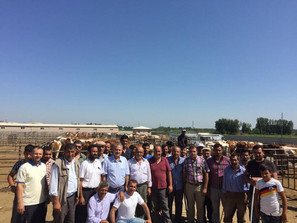 Gebe Düve Dağıtımı Yapıldı
