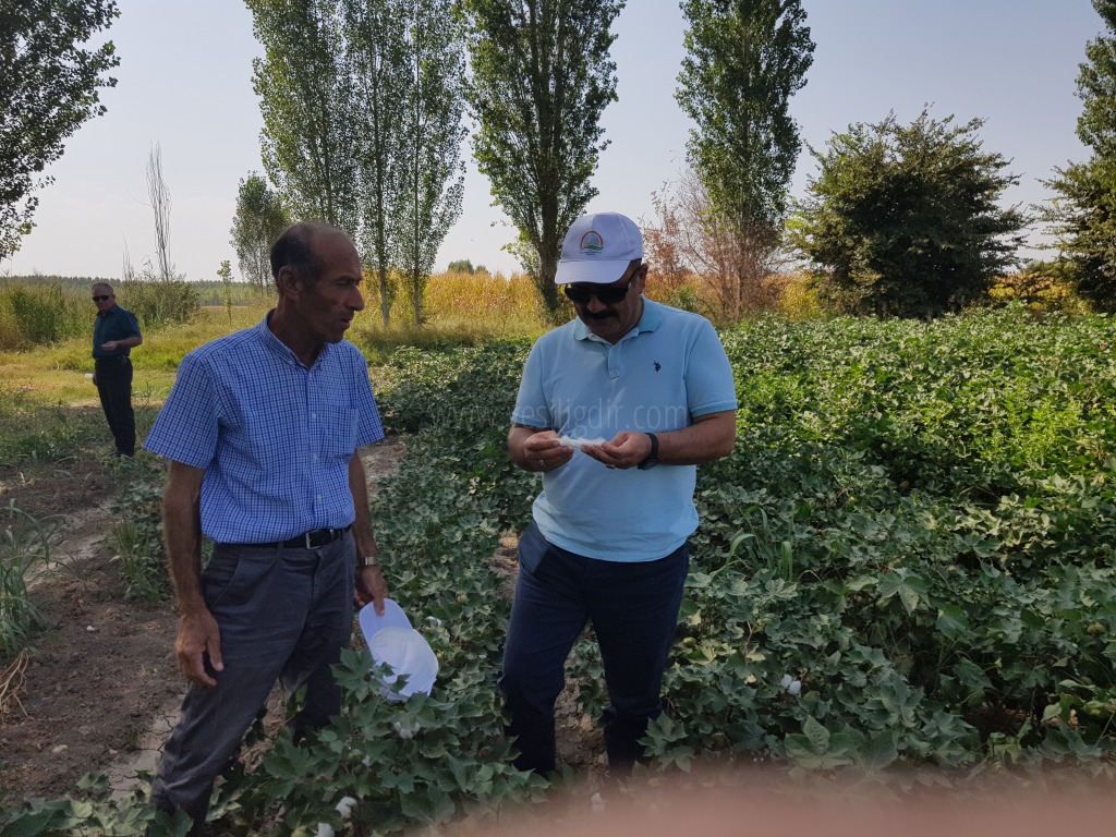 İL TARIM ORMAN MÜDÜRÜ ÖZKAN YOLCU MERKEZ İLÇEMİZE BAĞLI KAZANCI KÖYÜNDE ŞAMİL AKYÜZ ÜN PAMUK TARLASINDA İNCELEMELERDE BULUNDU
