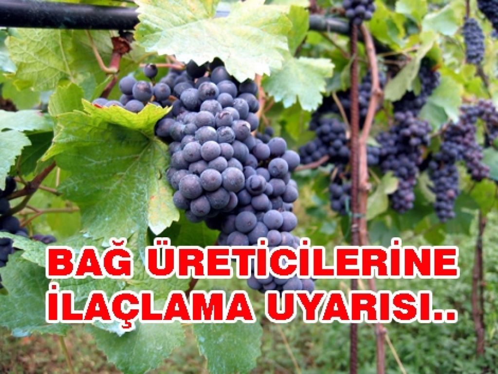 Iğdır'da Bağ Sahiplerine İlaçlama Uyarısı
