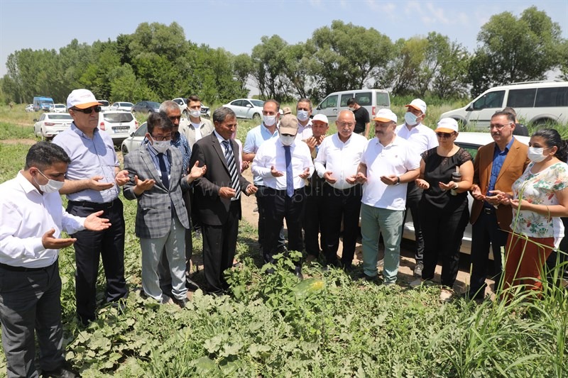 Karpuz Iğdırda Hasat Edilmeye Başlandı