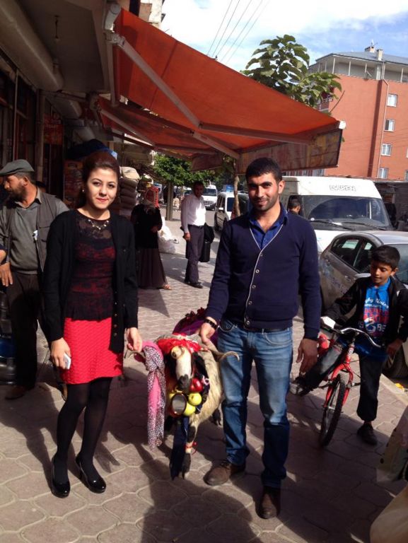 Nişanlı Kızlara Koçlar Gönderildi