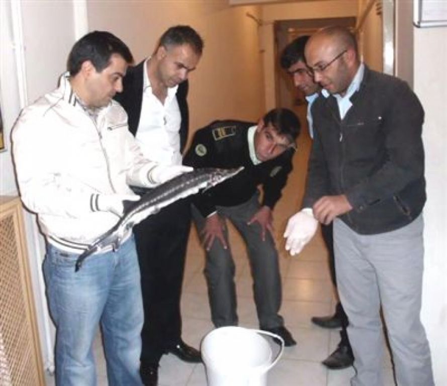 Hazar Denizinden Gelen Balık Iğdır'da Yakalandı