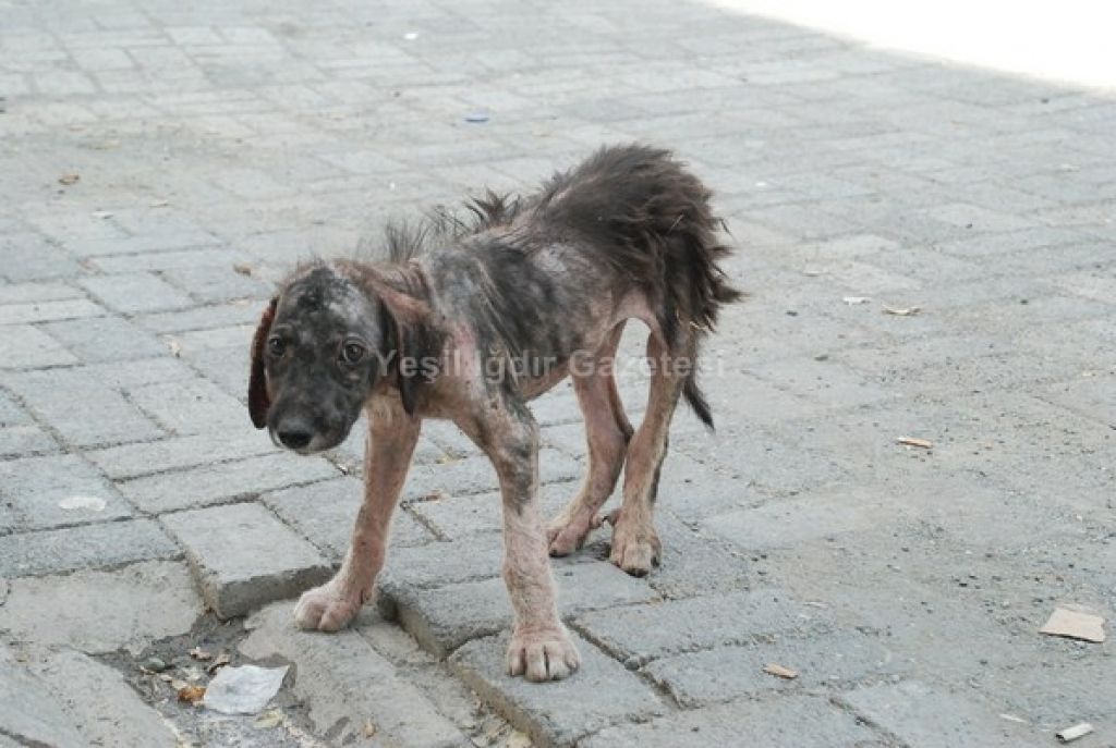 Uyuz Köpek Paniği
