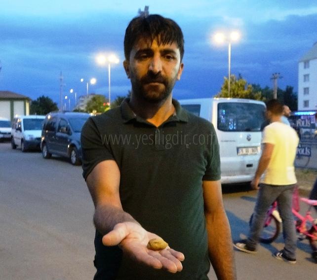 Kayısının Ana Yurdu Iğdır Bulunan Fosil İncelenecek