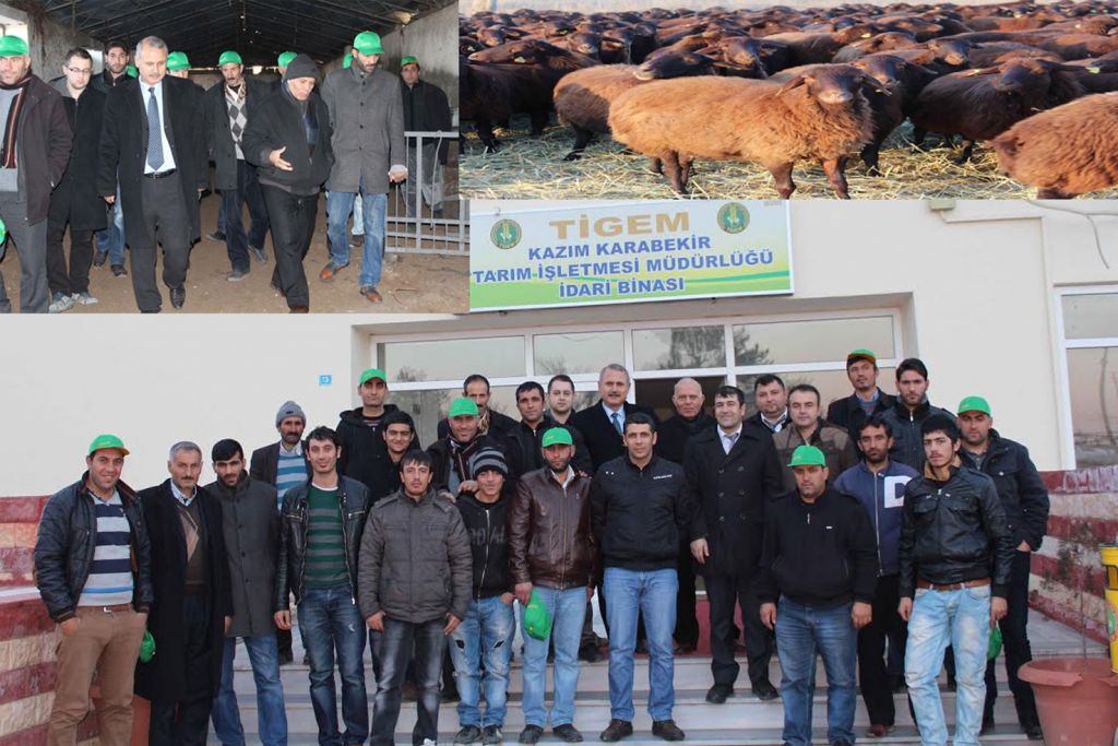 Sürü Yönetimi Elemanlarından Tigem Kazım Karabekir İşletmesine Ziyaret