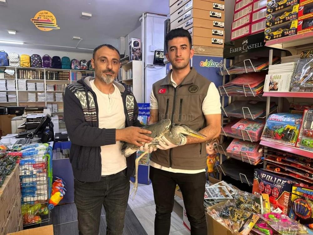 Iğdır'da yaralı gri balıkçıl tedavi altına alındı