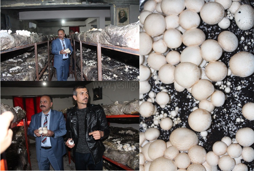 Mantar üretim tesisi faaliyete geçti