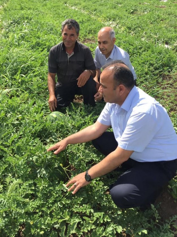 ÖRTÜALTI KARPUZ HASADI YAPILDI