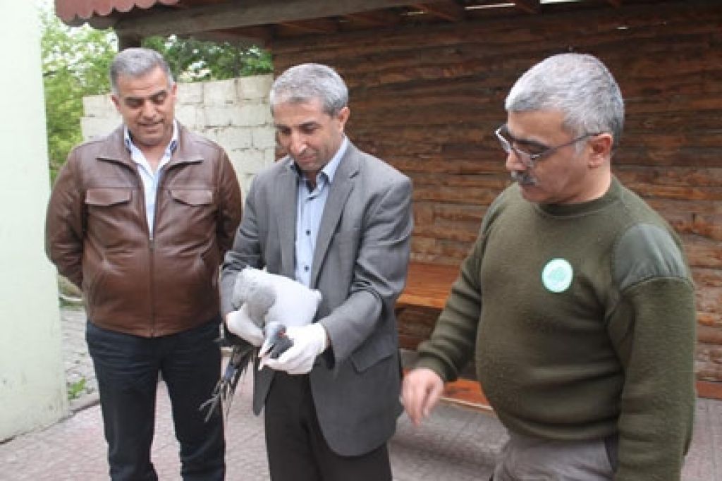 Yaralı Telli Turna Tedavi Edilecek