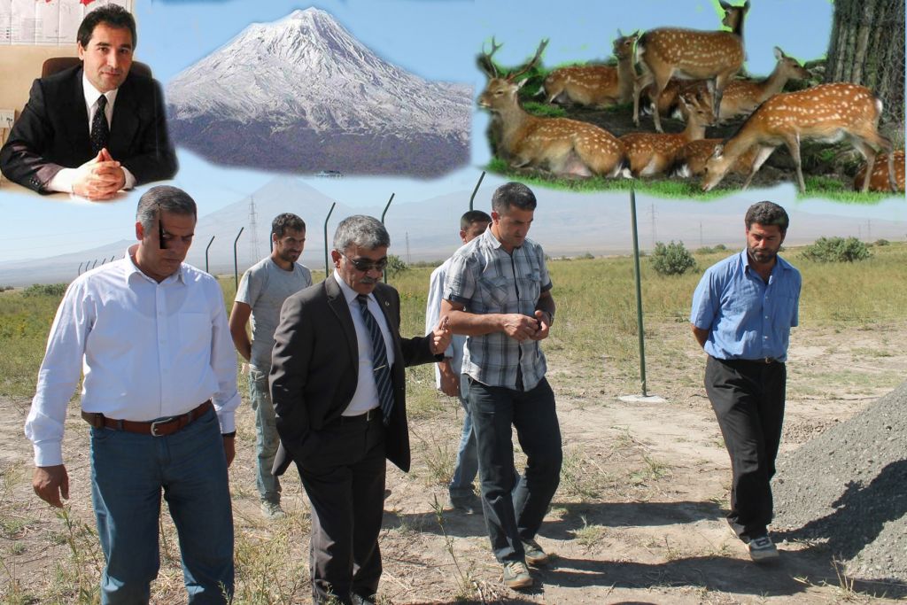 Ağrı Dağında 150 Ceylan Doğaya Bırakılacak